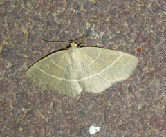 Trisateles emortualis