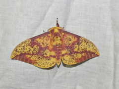 Eacles imperialis pini