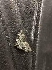 Xanthorhoe fluctuata