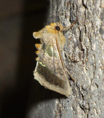 Diachrysia chrysitis