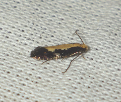 Monopis obviella