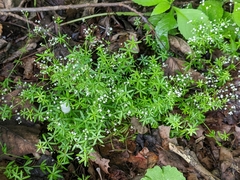 Galium concinnum