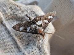 Desmia funeralis