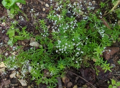 Galium concinnum