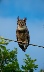 Great Horned Owl photo 4