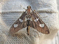 Desmia funeralis
