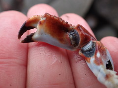 Metacarcinus novaezelandiae