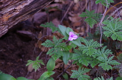 Tradescantia brevifolia