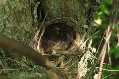 Turdus pilaris