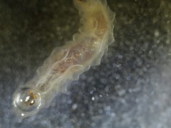 Fletcherimyia fletcheri