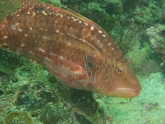 Pteragogus enneacanthus