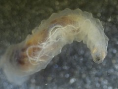 Fletcherimyia fletcheri