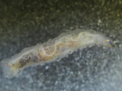 Fletcherimyia fletcheri