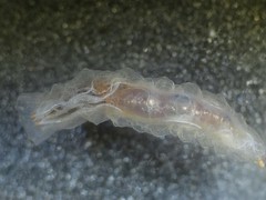 Fletcherimyia fletcheri