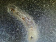 Fletcherimyia fletcheri