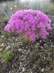 Zeltnera beyrichii