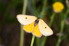 Heliothea discoidaria