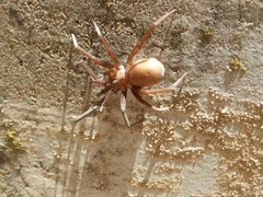 Araneae