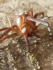 Araneae