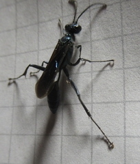 Chalybion zimmermanni