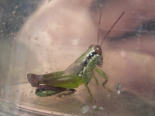 Handsome Florida Grasshopper photo 3