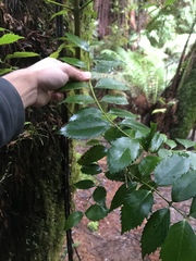 Atherosperma moschatum moschatum