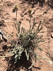 Erigeron engelmannii