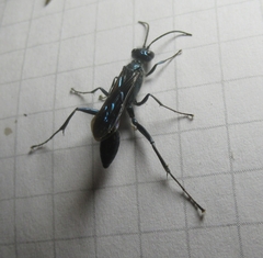 Chalybion zimmermanni