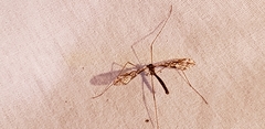 Epiphragma