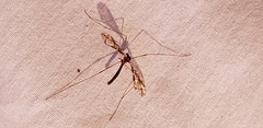 Epiphragma