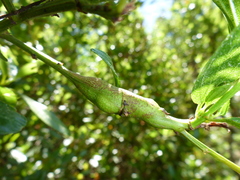Periploca ceanothiella
