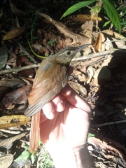 Deconychura longicauda