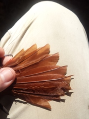 Deconychura longicauda