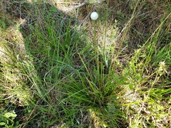 Eriocaulon decangulare image