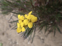 Erysimum suffrutescens
