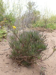 Erysimum suffrutescens