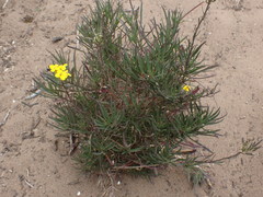 Erysimum suffrutescens