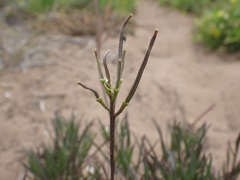 Erysimum suffrutescens