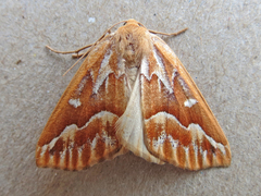 Caripeta piniata