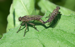 Machimus notatus