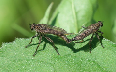 Machimus notatus