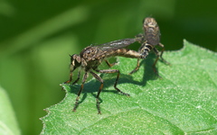 Machimus notatus