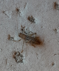 Ateloplus