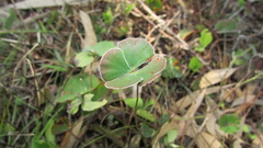 Marsilea hirsuta