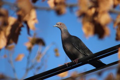 Patagioenas picazuro