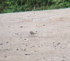 Dendronanthus indicus