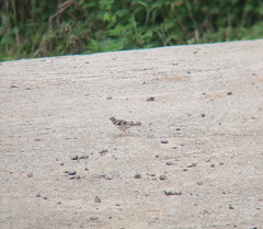 Dendronanthus indicus