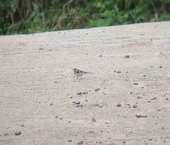 Dendronanthus indicus