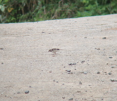 Dendronanthus indicus