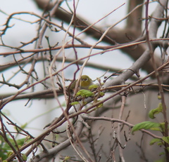 Zosterops erythropleurus